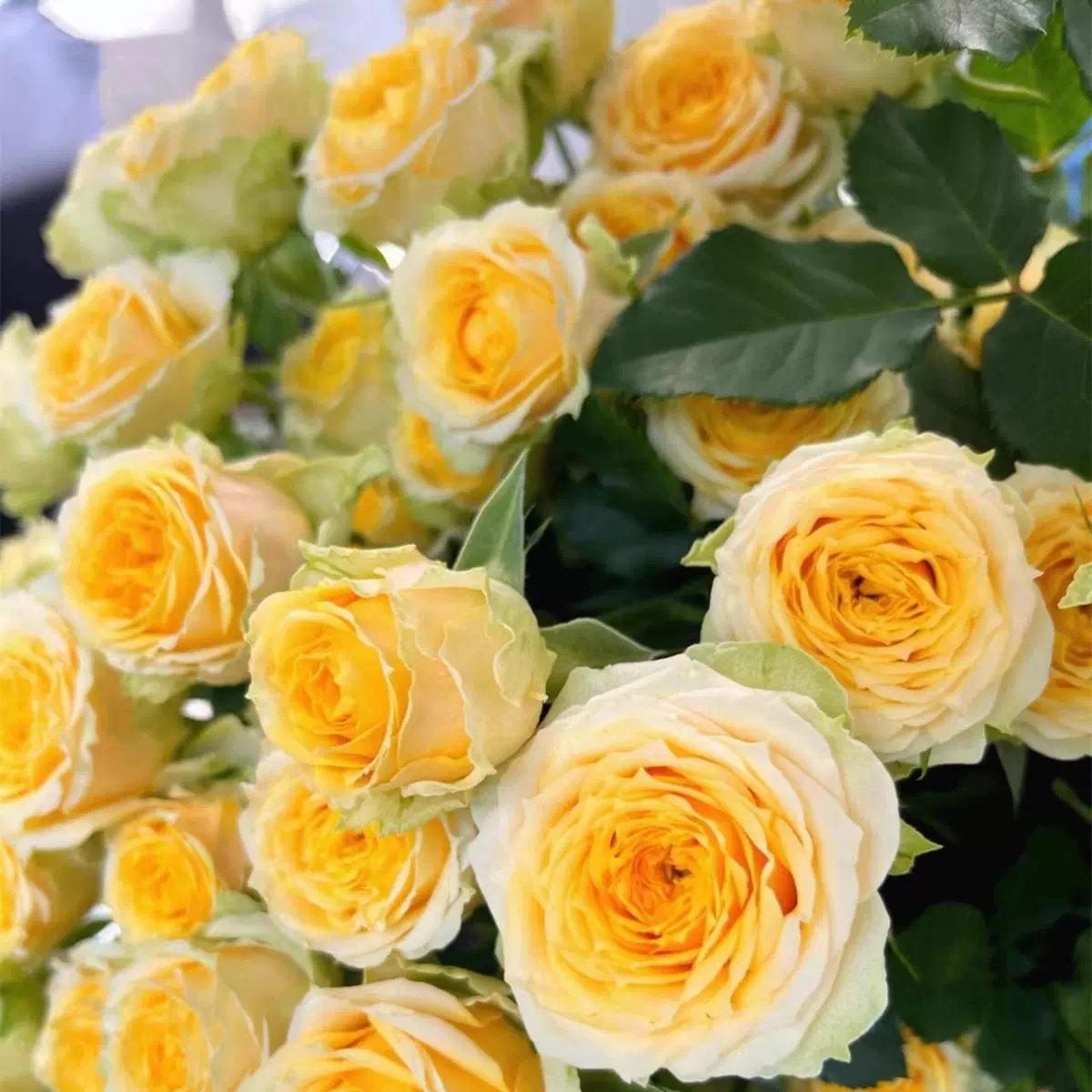 🔥🌺True Colorful Flowers Climbing Rose Seeds