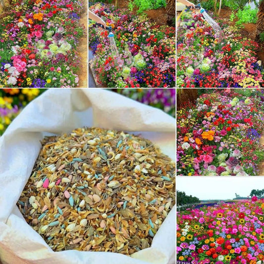 💝Mixed Wild Perennial Flowers Seeds-Over 60 Kinds Mixed