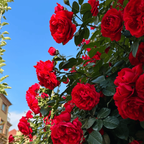 🔥🌺True Colorful Flowers Climbing Rose Seeds