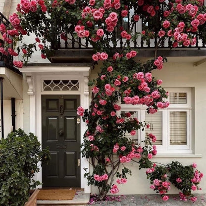 🔥🌺True Colorful Flowers Climbing Rose Seeds