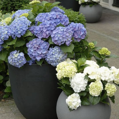 💥Chikalabs Outdoor Garden Decor Artificial Hydrangea Flowers💐