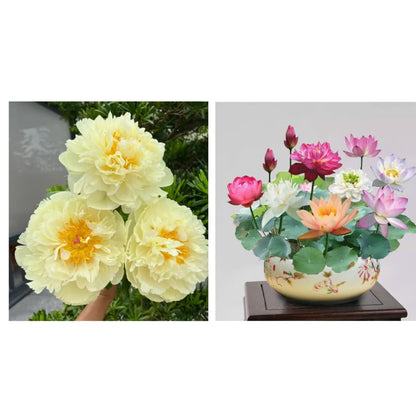 🔥🌺THE QUEEN OF FLOWERS—CHIKALABS DOUBLE PETALED PIANI