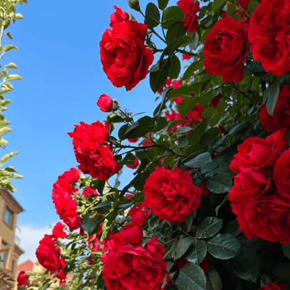 🔥🌺True Colorful Flowers Climbing Rose Seeds