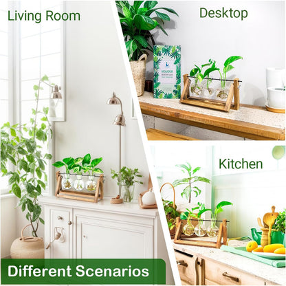 Chikalabs Plant Propagation Swing Stations Glass Terrarium