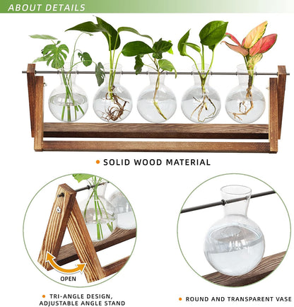Chikalabs Stations pivotantes de propagation de plantes à 5 bulbes Terrarium en verre