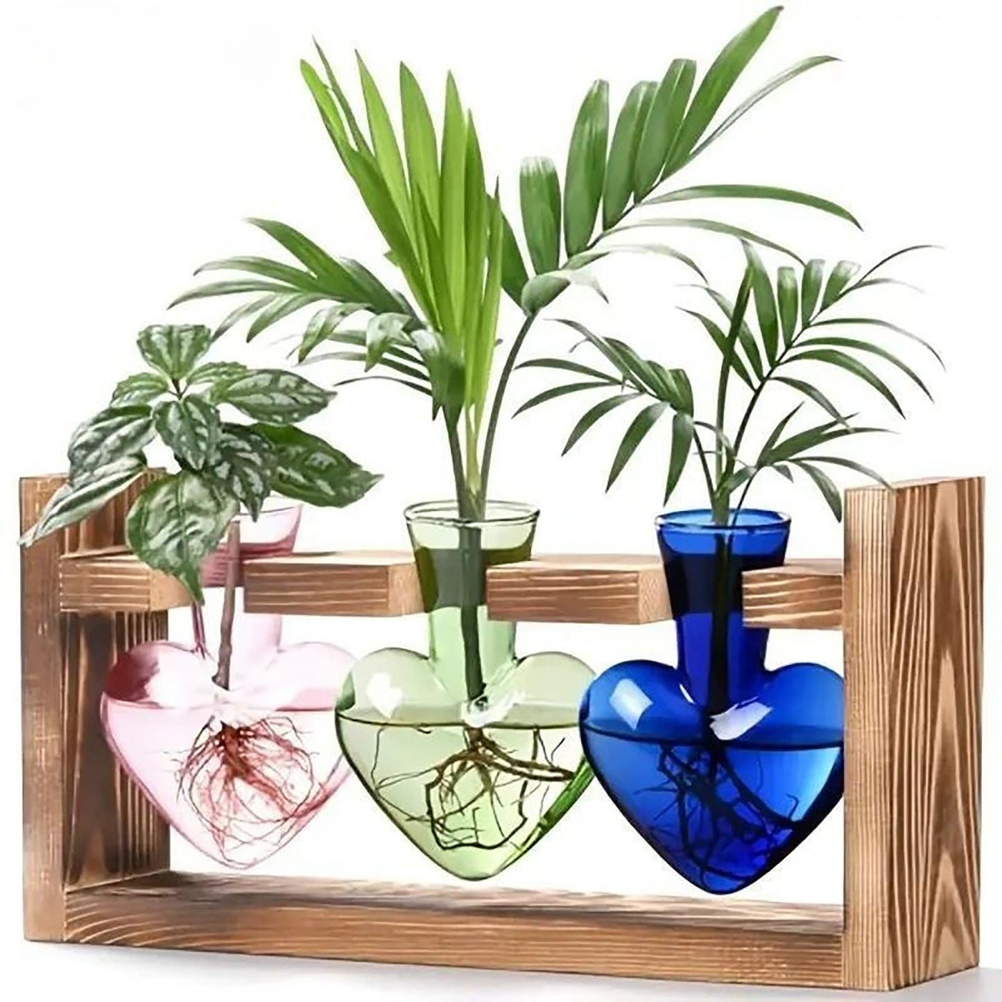 Stations de propagation de plantes colorées Chikalabs Terrarium en verre