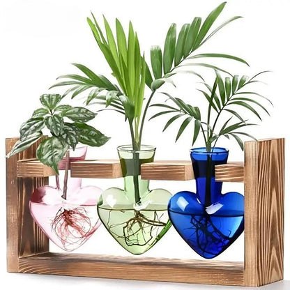 Stations de propagation de plantes colorées Chikalabs Terrarium en verre