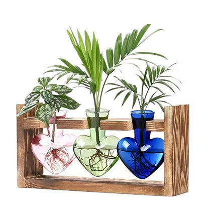 Stations de propagation de plantes colorées Chikalabs Terrarium en verre