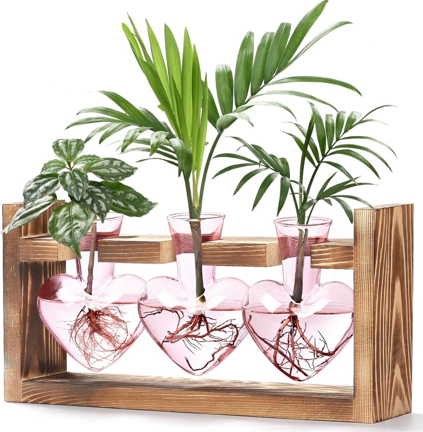 Stations de propagation de plantes colorées Chikalabs Terrarium en verre