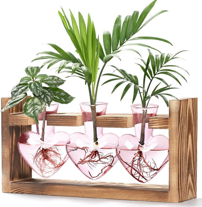 Stations de propagation de plantes colorées Chikalabs Terrarium en verre