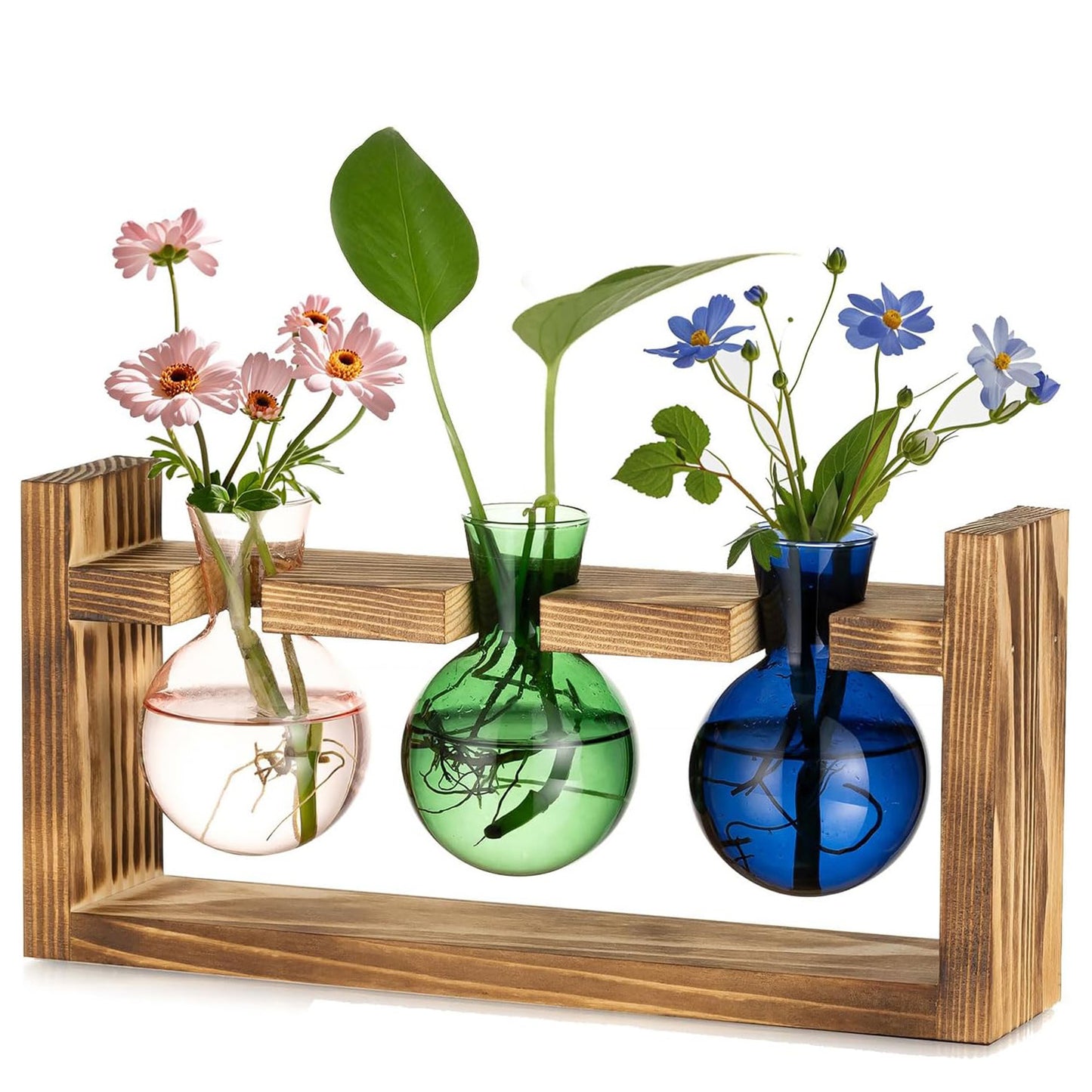 Stations de propagation de plantes colorées Chikalabs Terrarium en verre