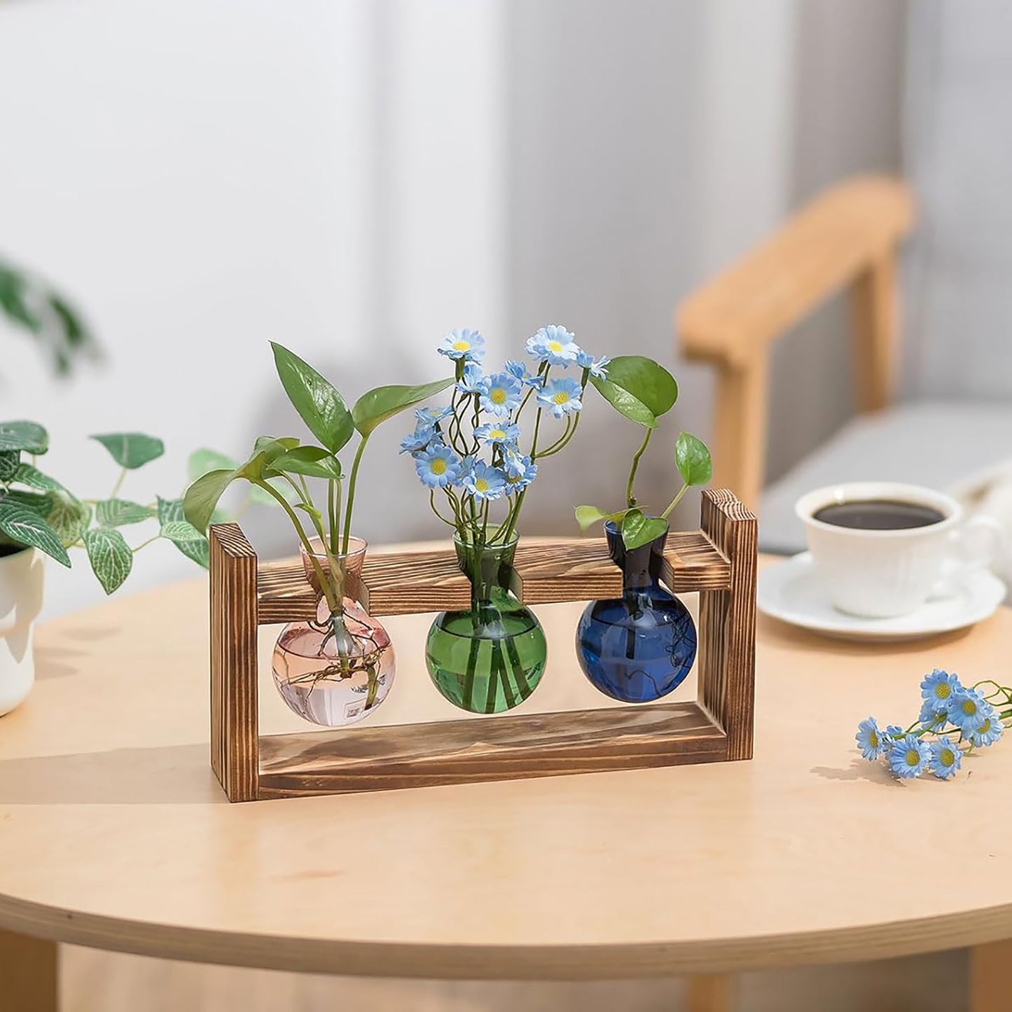 Stations de propagation de plantes colorées Chikalabs Terrarium en verre