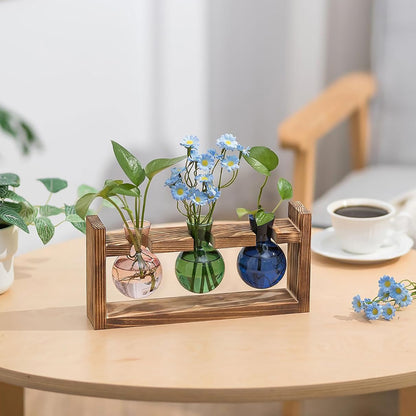 Stations de propagation de plantes colorées Chikalabs Terrarium en verre