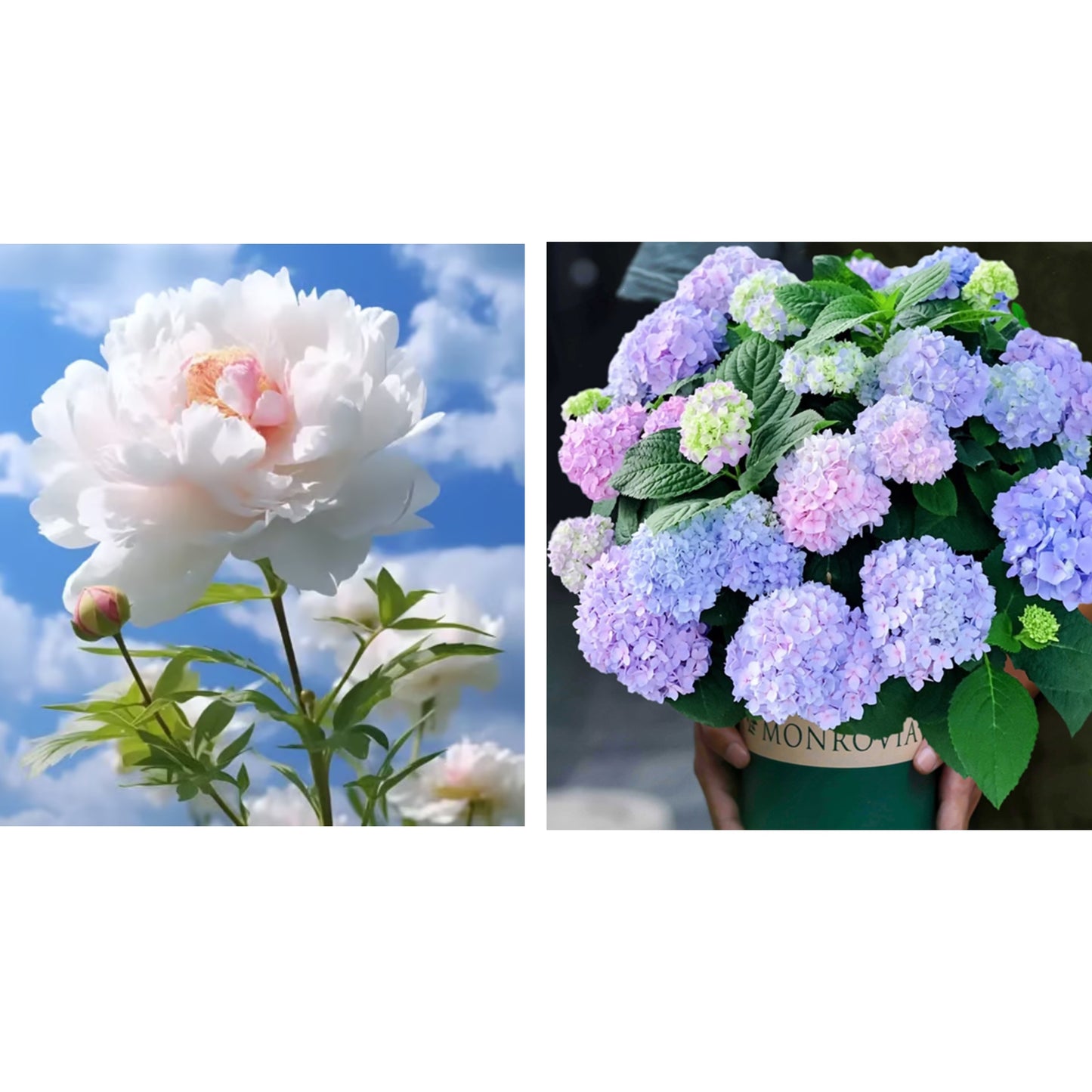 🔥🌺THE QUEEN OF FLOWERS—CHIKALABS DOUBLE PETALED PIANI